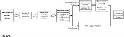 The Potential Relationship Between HIF-1α and Amino Acid Metabolism After Hypoxic Ischemia and Dual Effects on Neurons